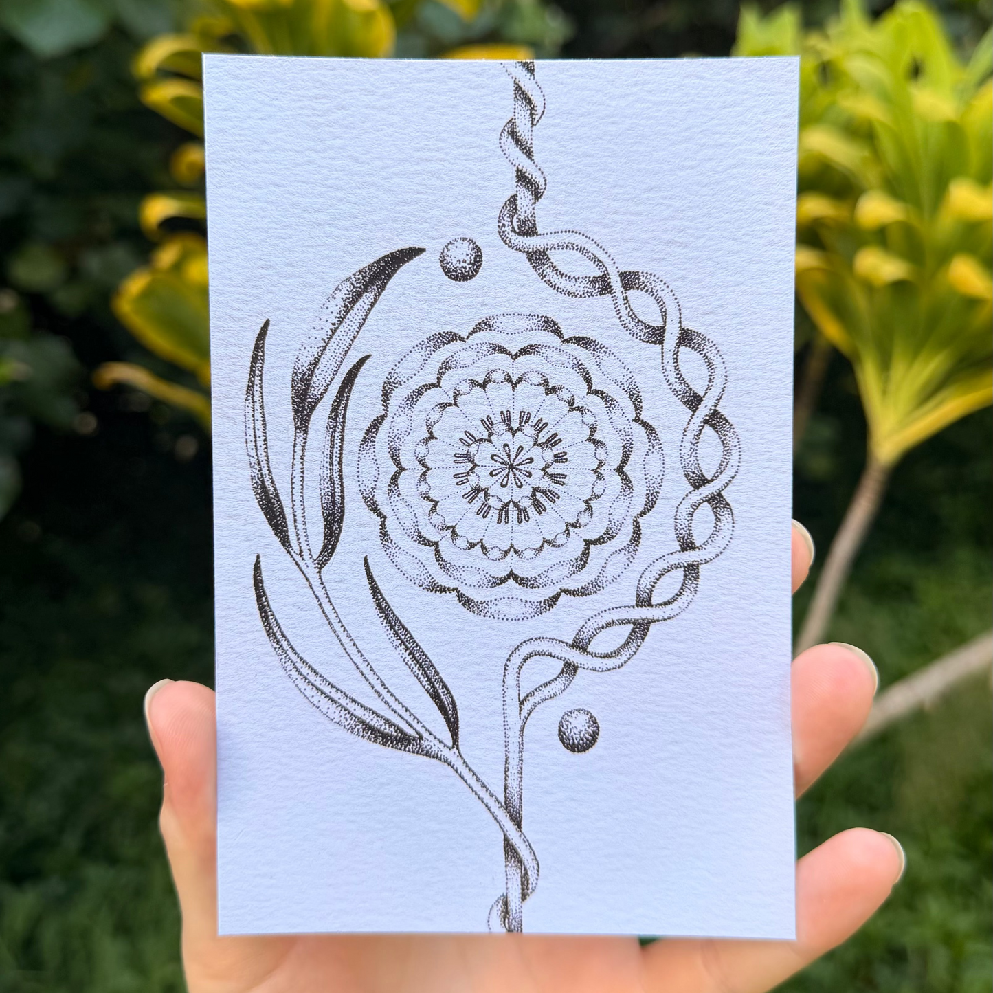 Marigold (Cempasúchil) Stippled B&W Print